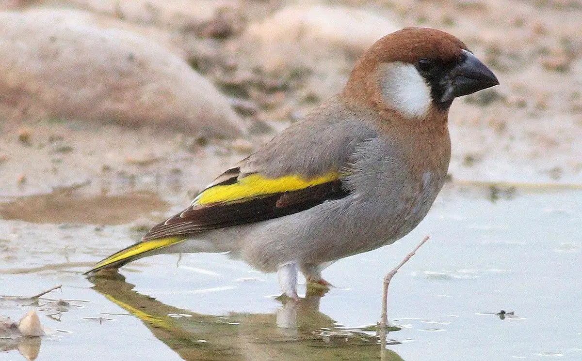 Arabian golden-winged grosbeak