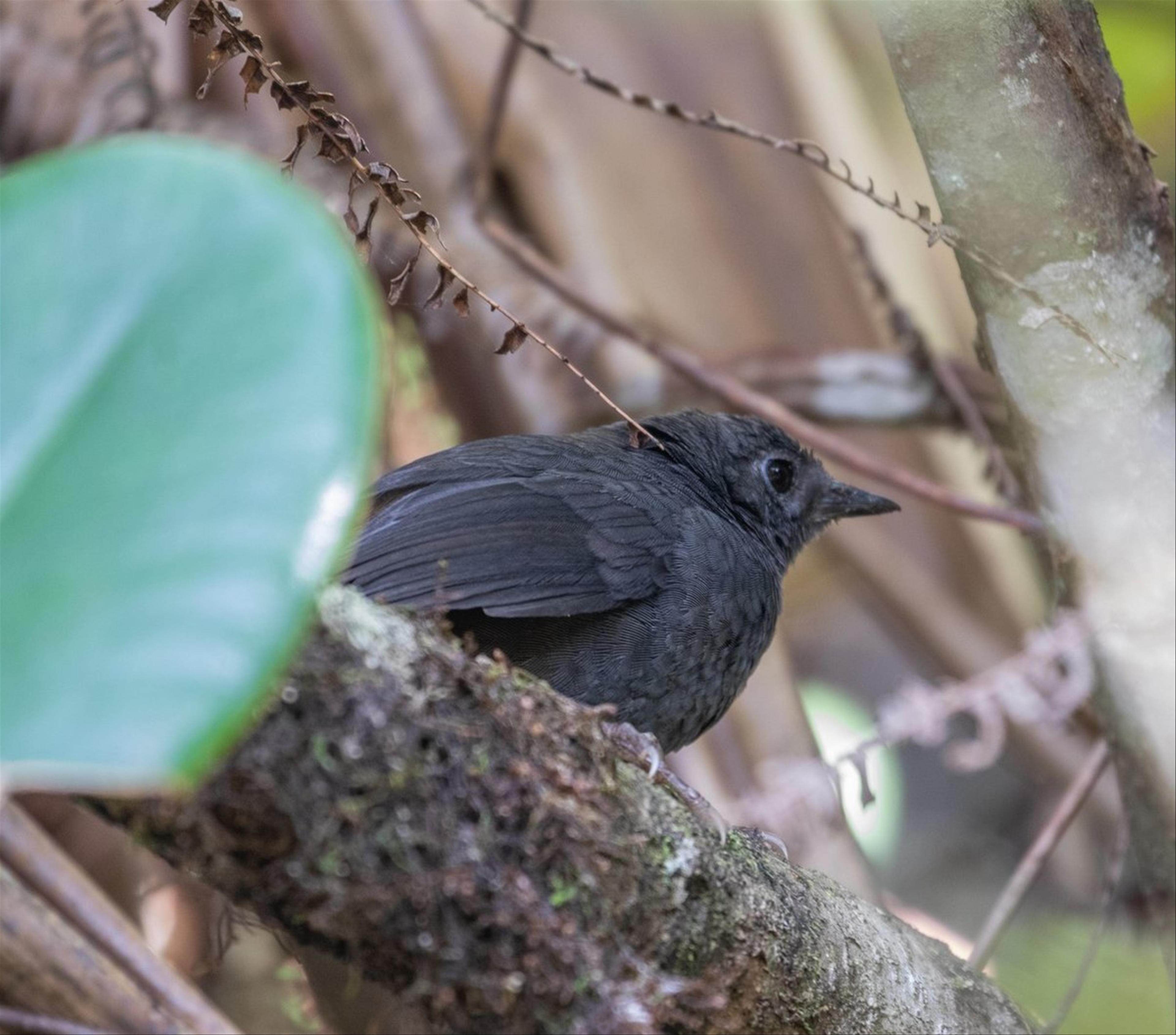 Brown-rumped tapaculo