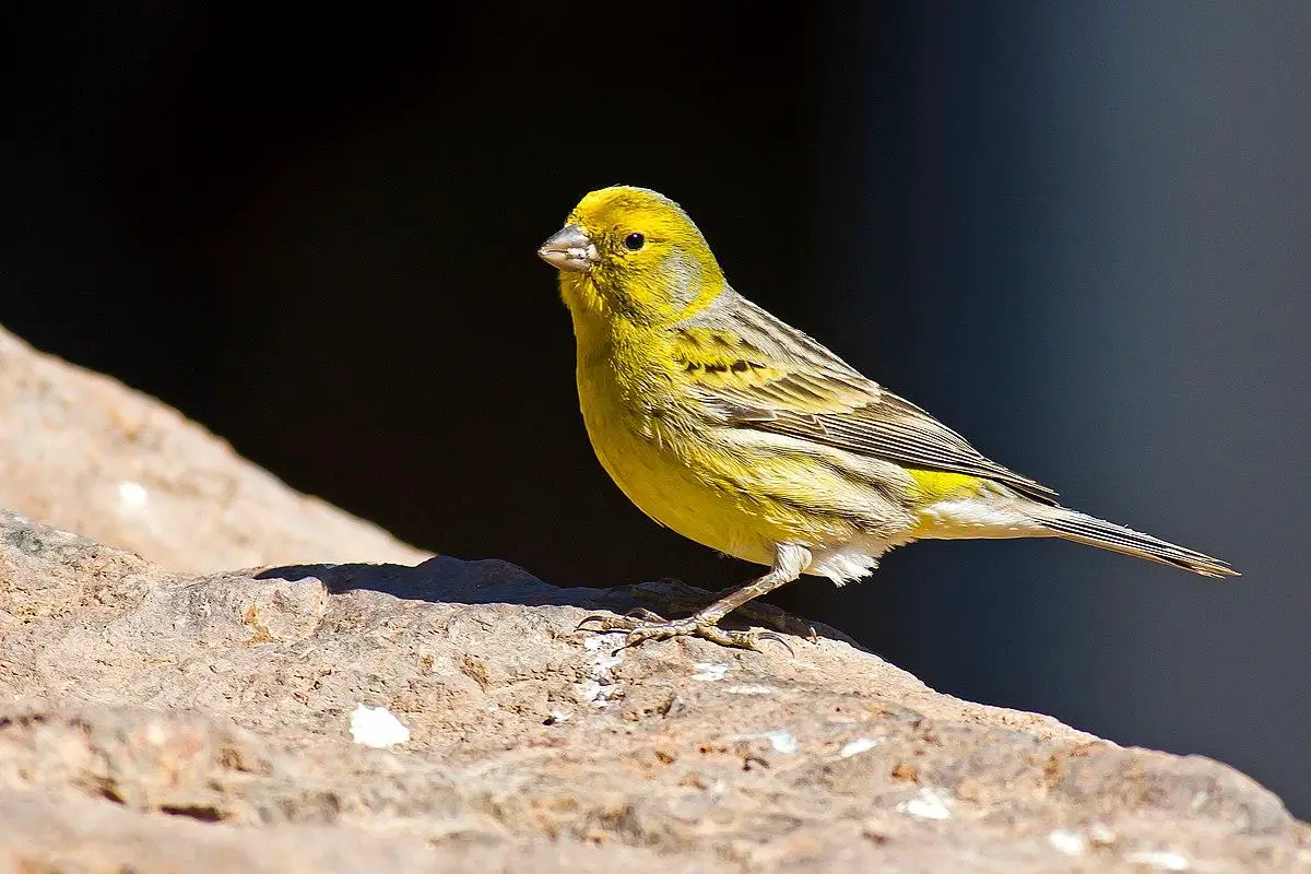 Atlantic canary