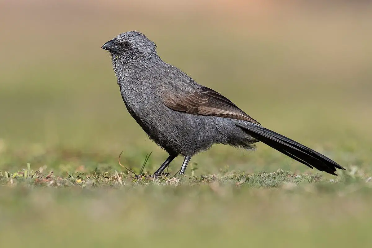 Apostlebird