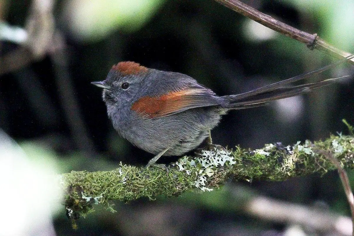 Apurímac spinetail