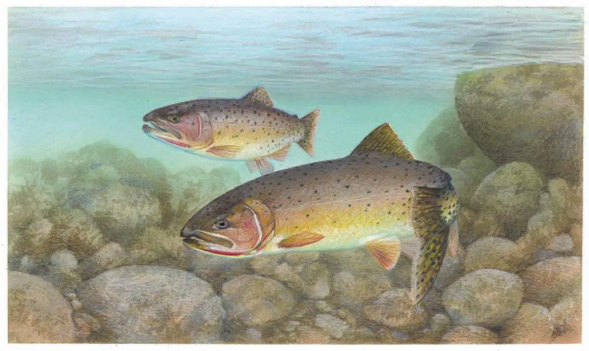 Cutthroat trout