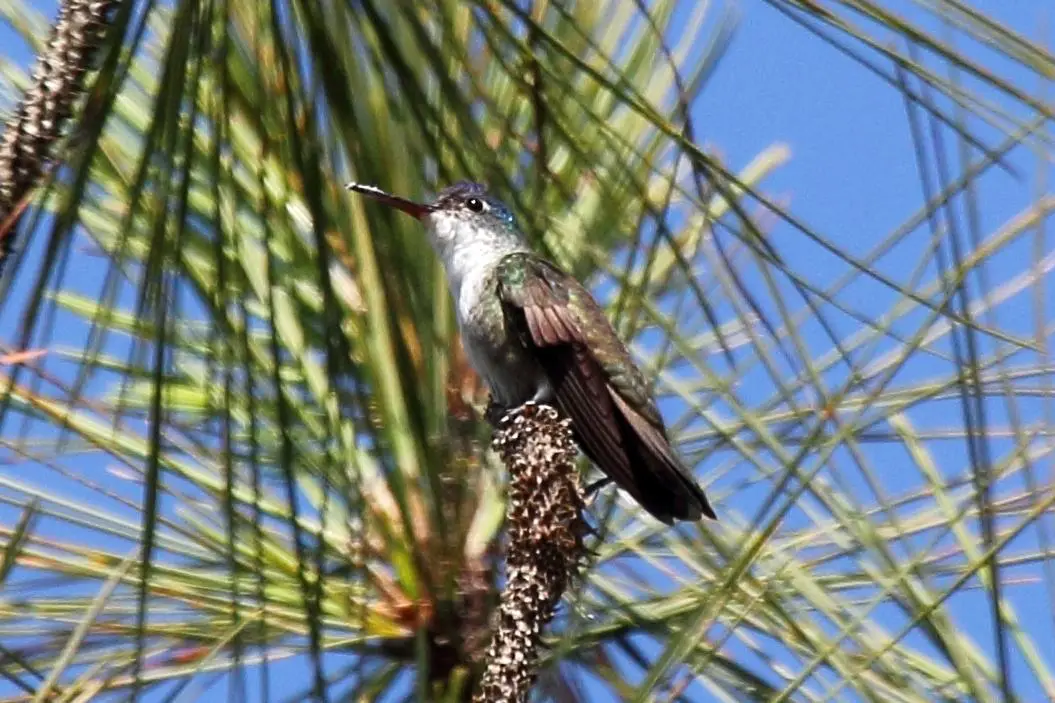 Azure-crowned hummingbird