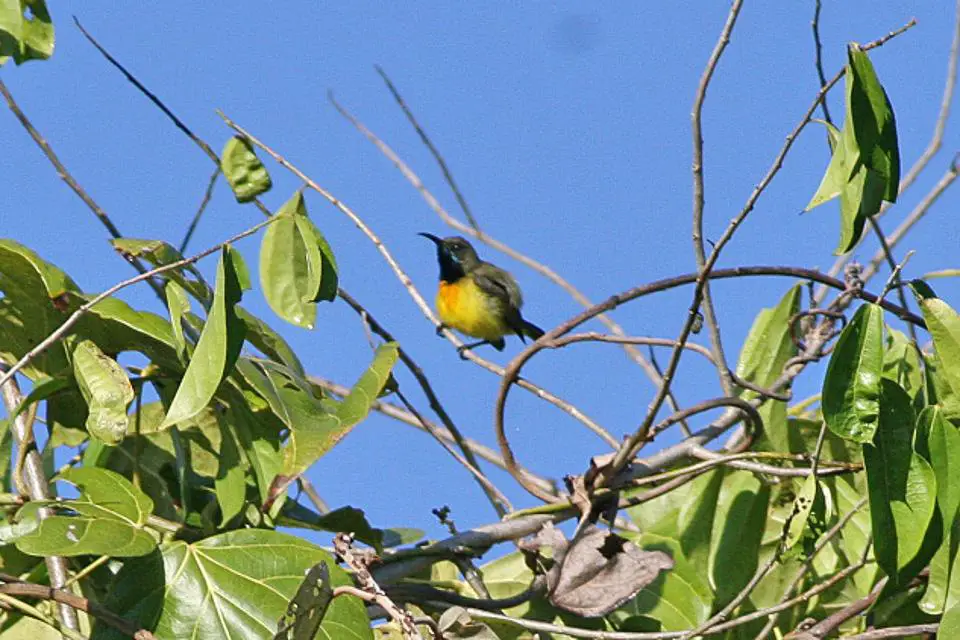 Apricot-breasted sunbird