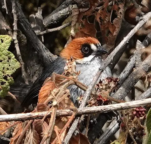 Apurímac brushfinch