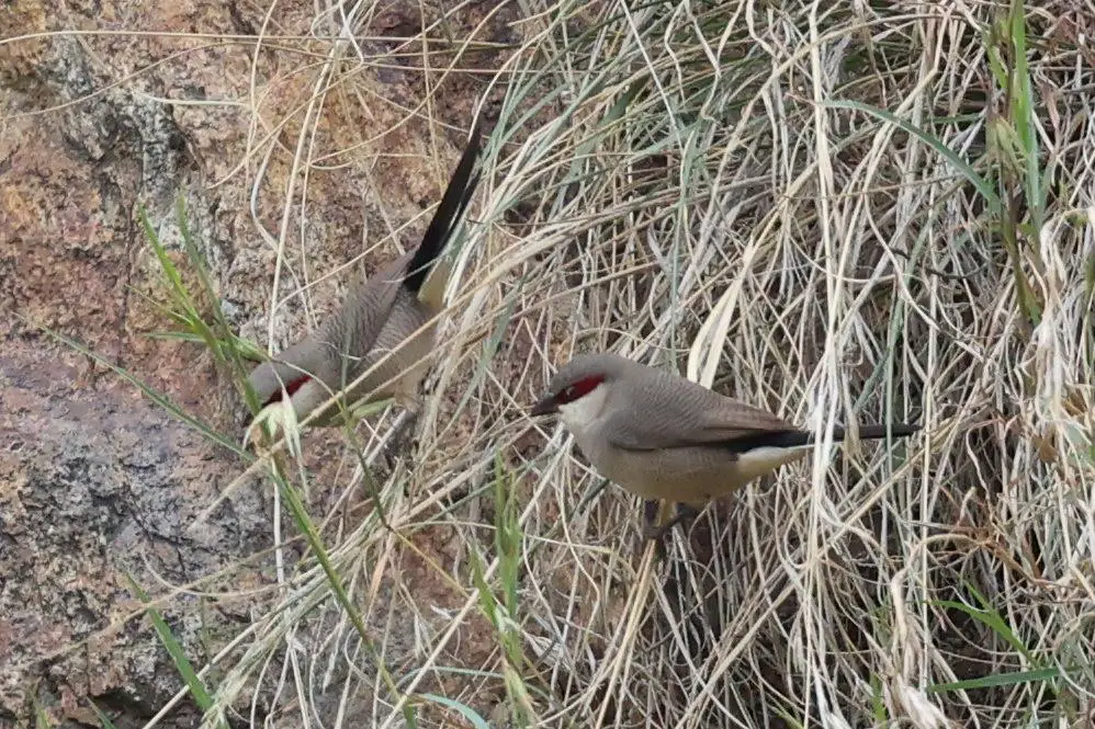 Arabian waxbill