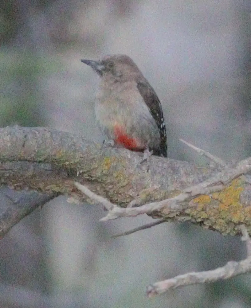 Arabian woodpecker