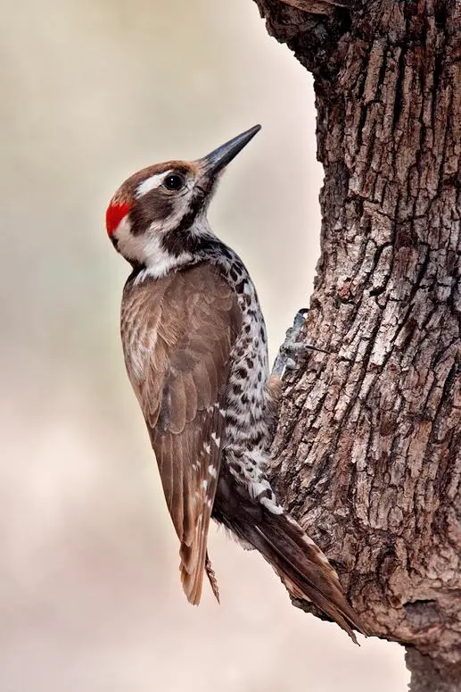 Arizona woodpecker