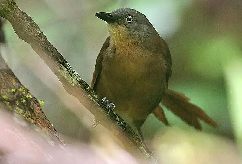 Ashy-headed laughingthrush