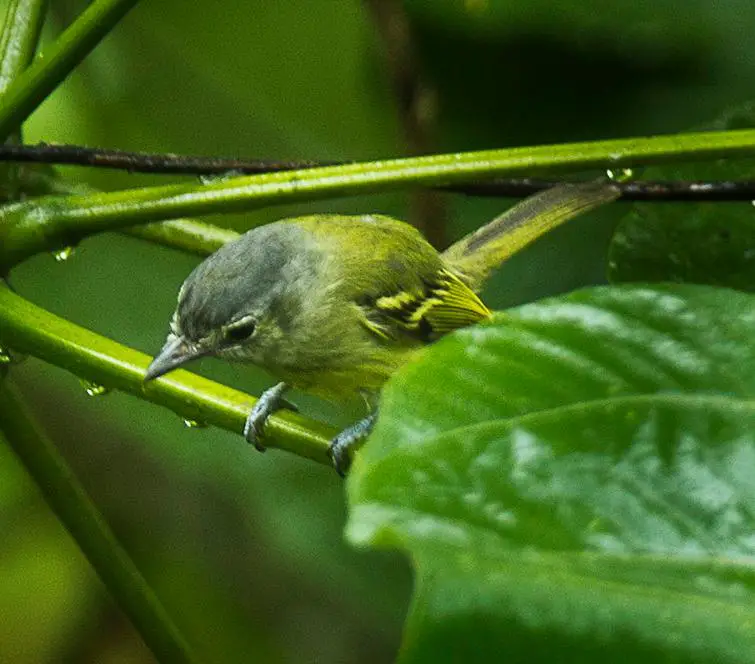 Ashy-headed tyrannulet