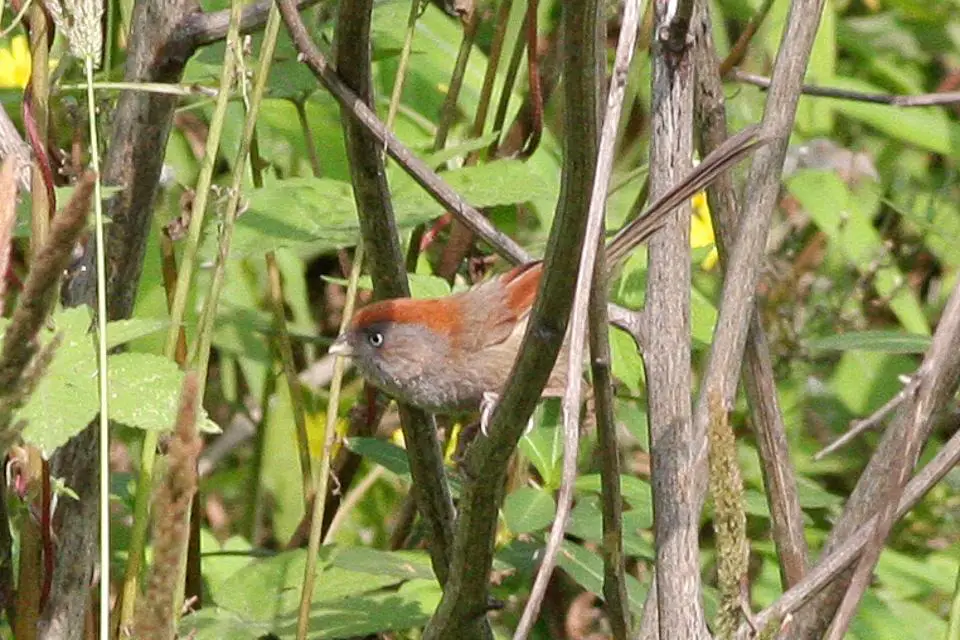 Ashy-throated parrotbill