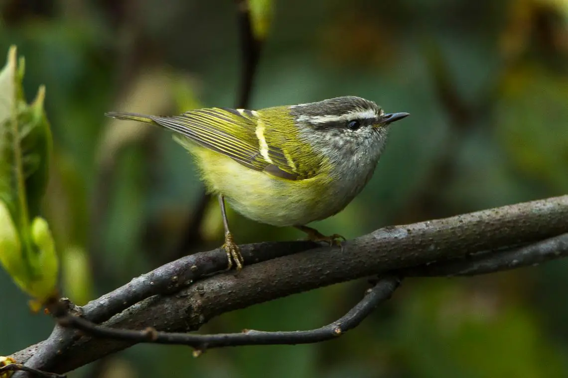 Ashy-throated warbler