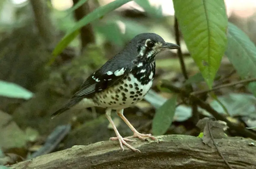 Ashy thrush