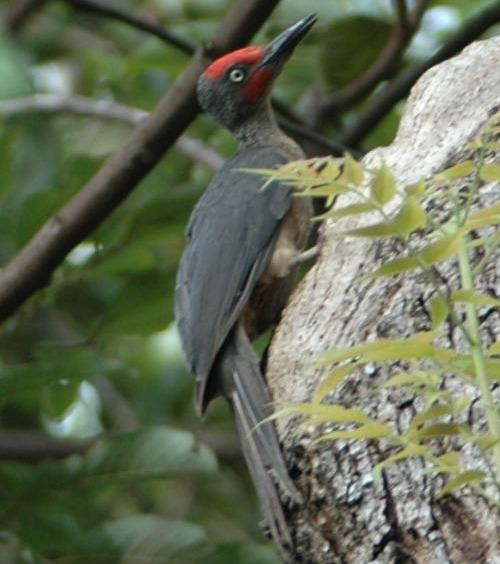 Ashy woodpecker