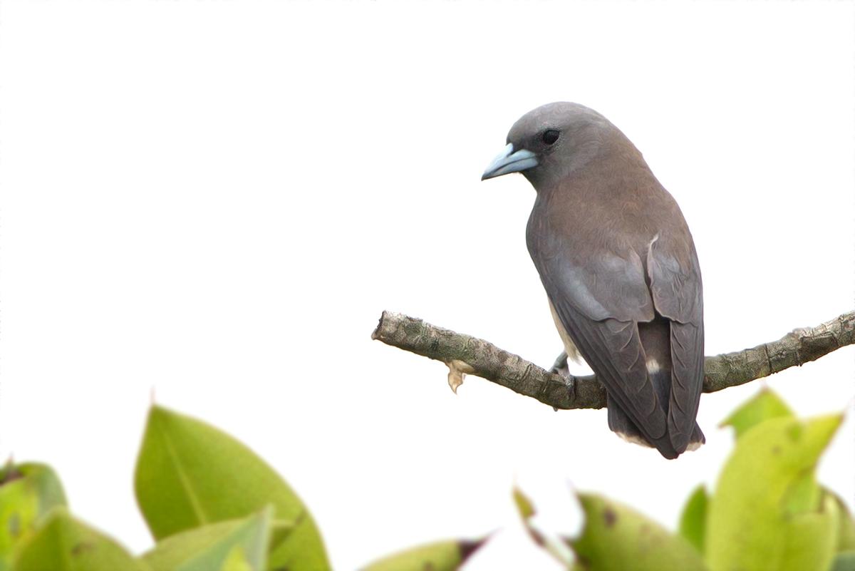 Ashy woodswallow