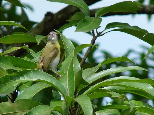 Ashy-headed greenlet