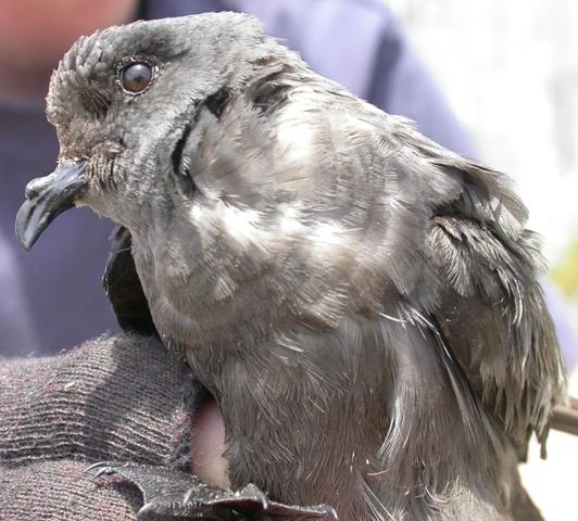 Ashy storm petrel