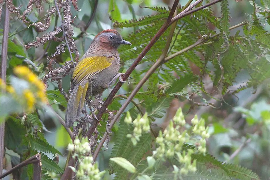 Assam laughingthrush