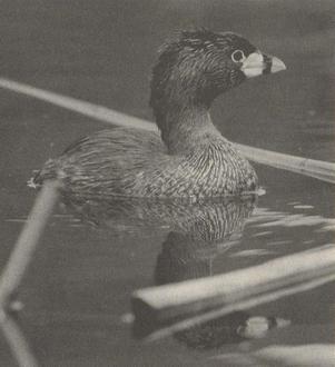 Atitlán grebe