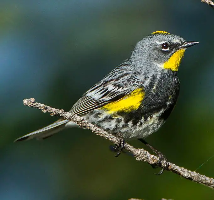 Audubon's warbler