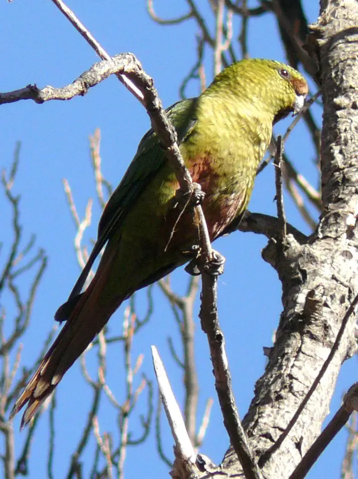 Austral parakeet