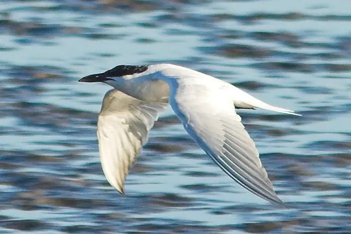 Australian tern