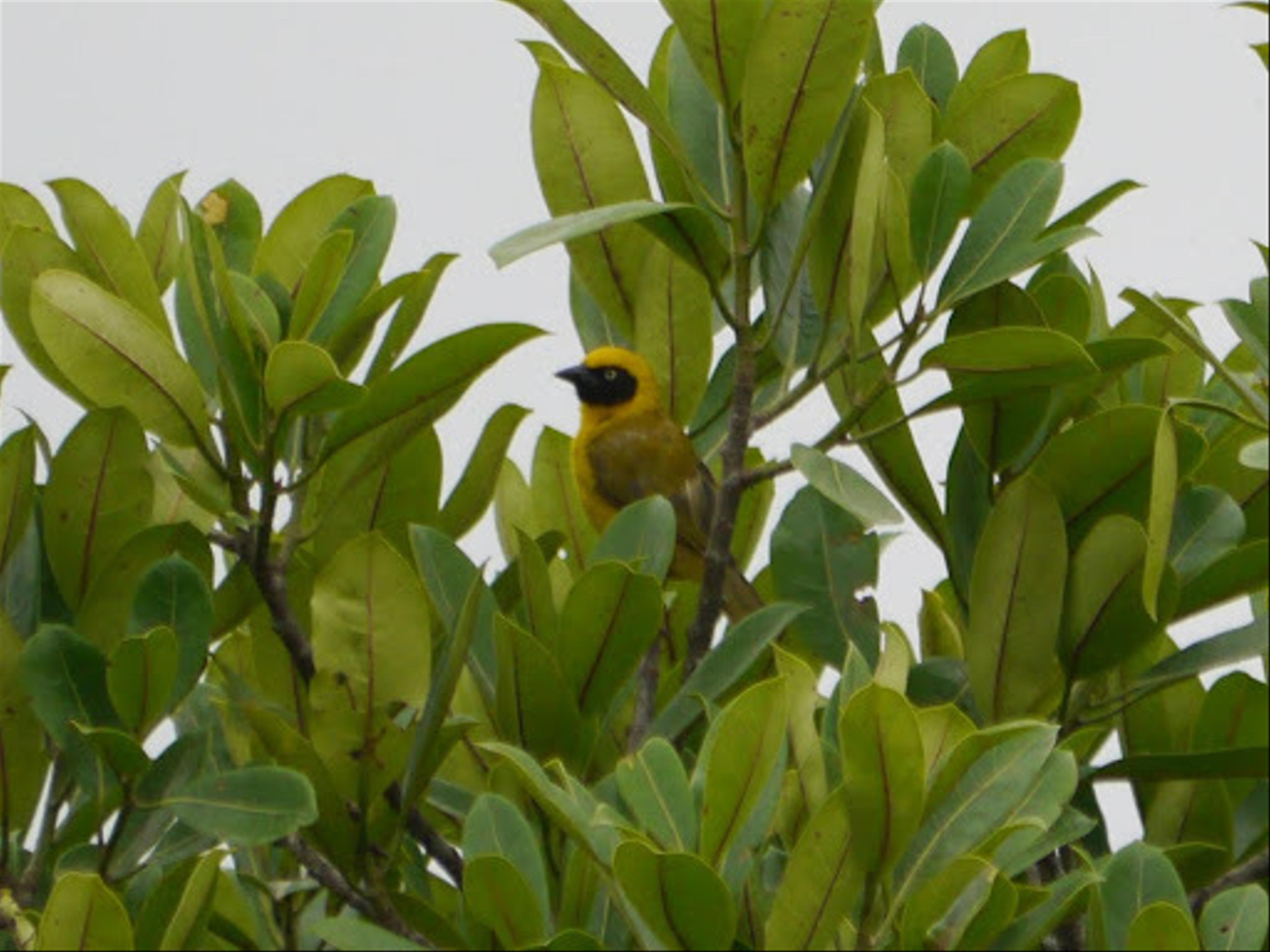 Bannerman's weaver