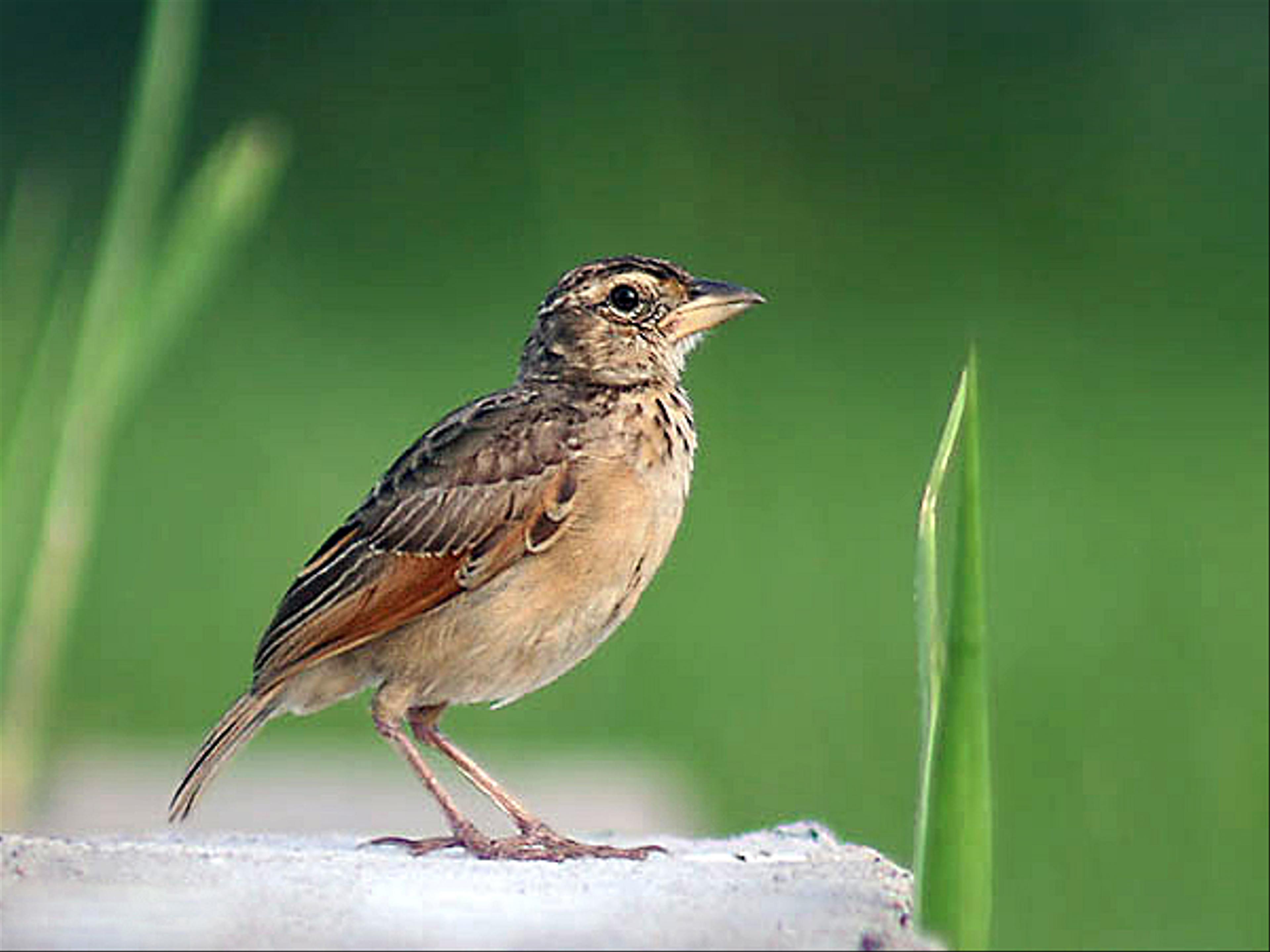 Bengal bush lark