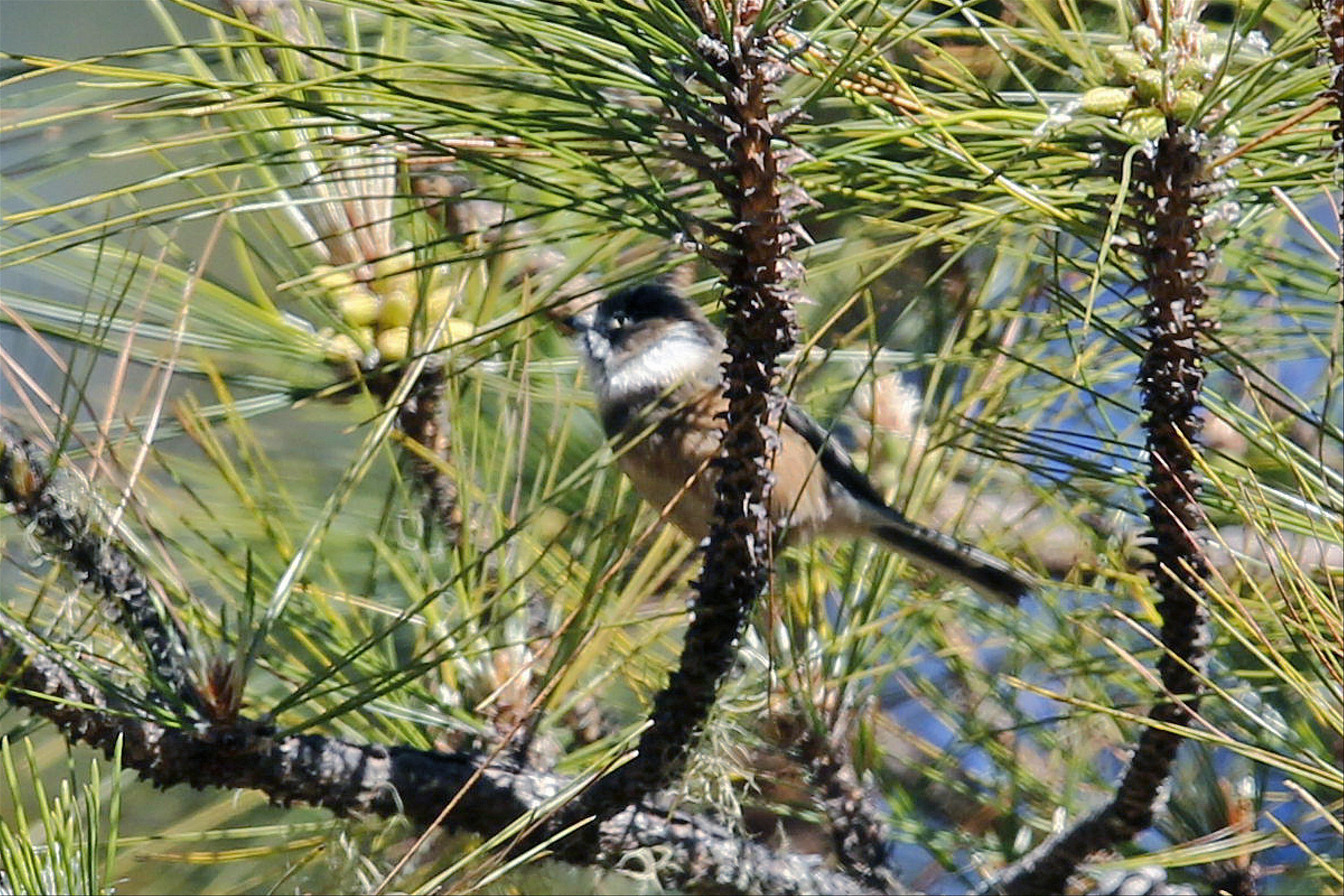 Burmese bushtit