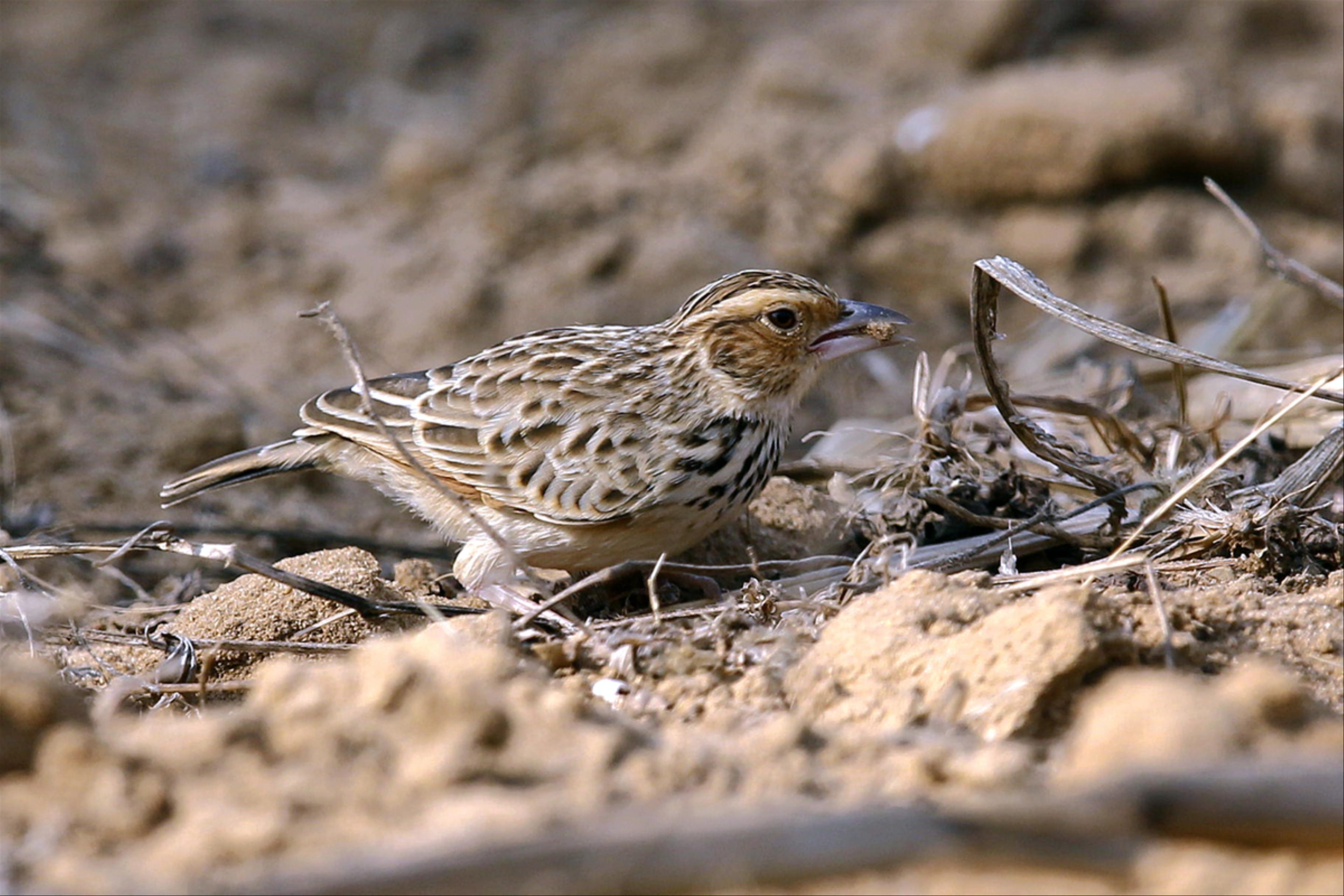 Burmese bush lark