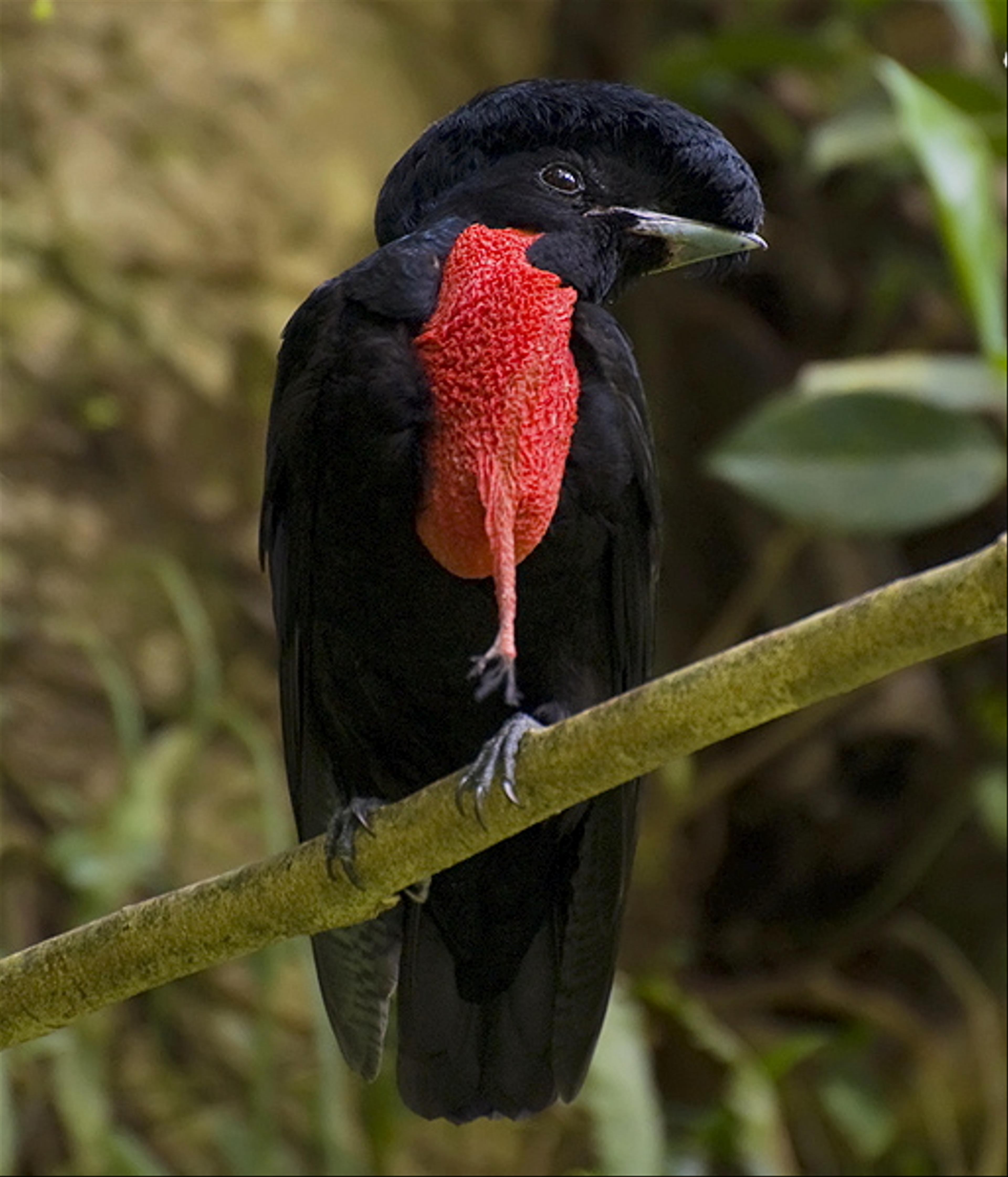 Bare-necked umbrellabird