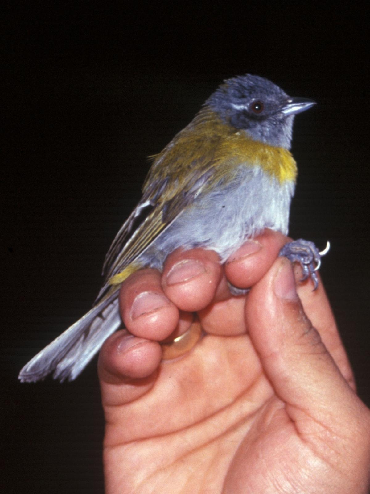 Ashy-throated bush tanager