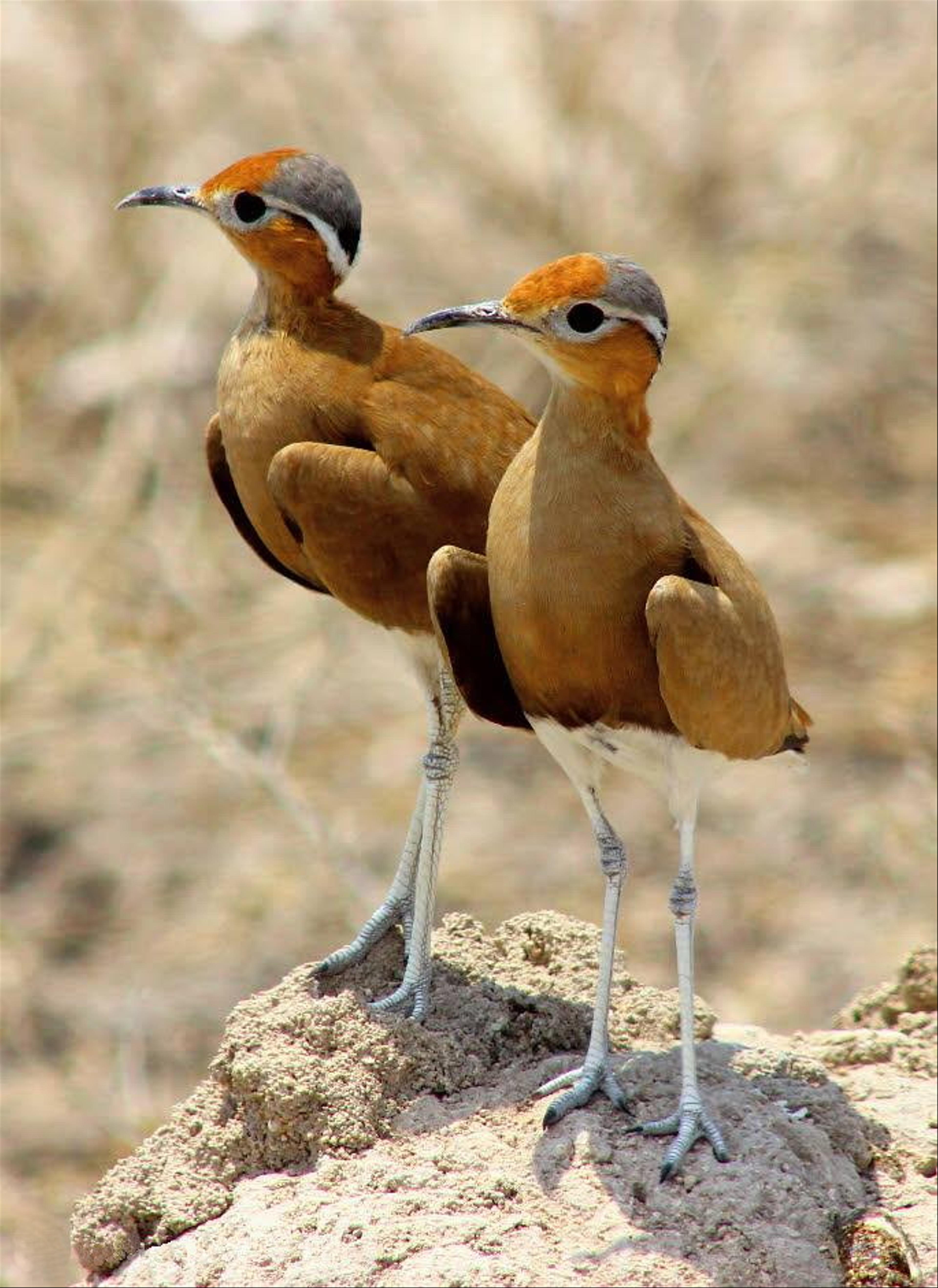 Burchell's courser