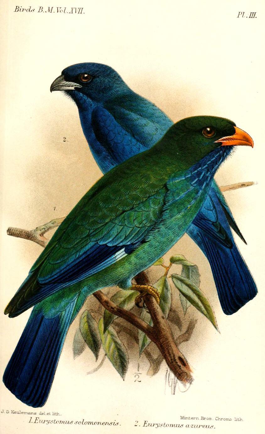 Azure dollarbird