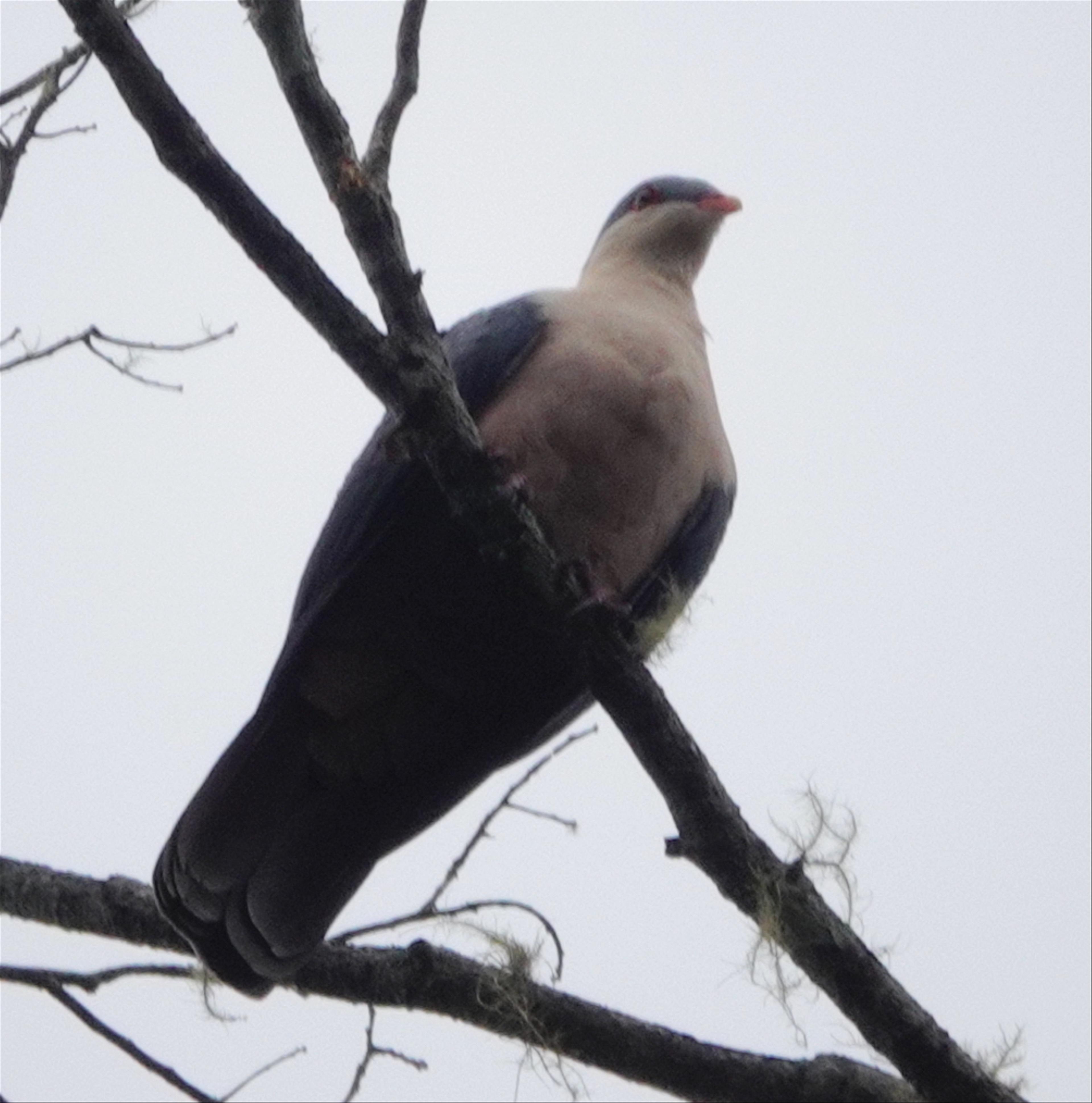 Buru mountain pigeon