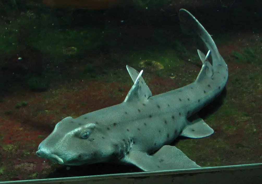 Bullhead shark