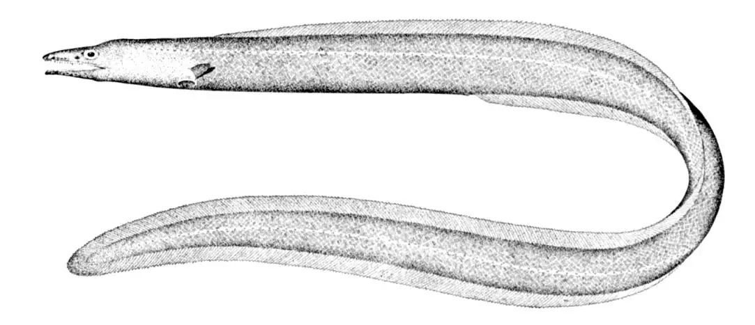 Cutthroat eel