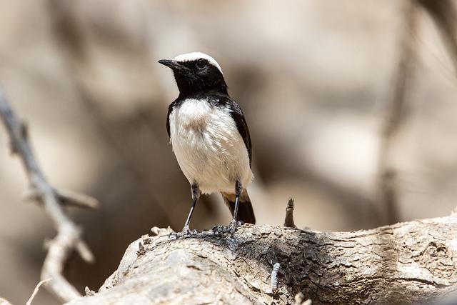 Arabian wheatear