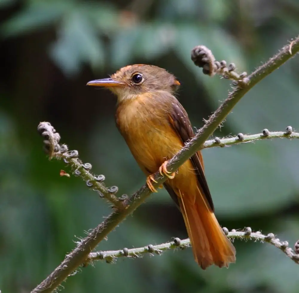 Atlantic royal flycatcher