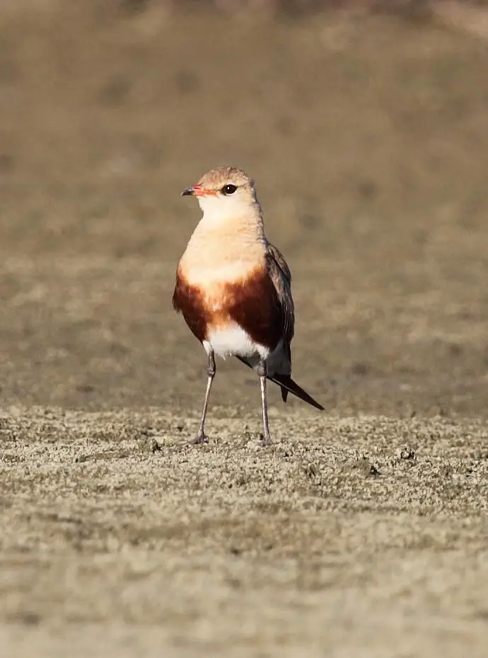 Australian pratincole