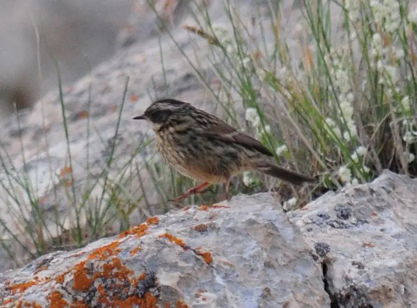 Arabian accentor