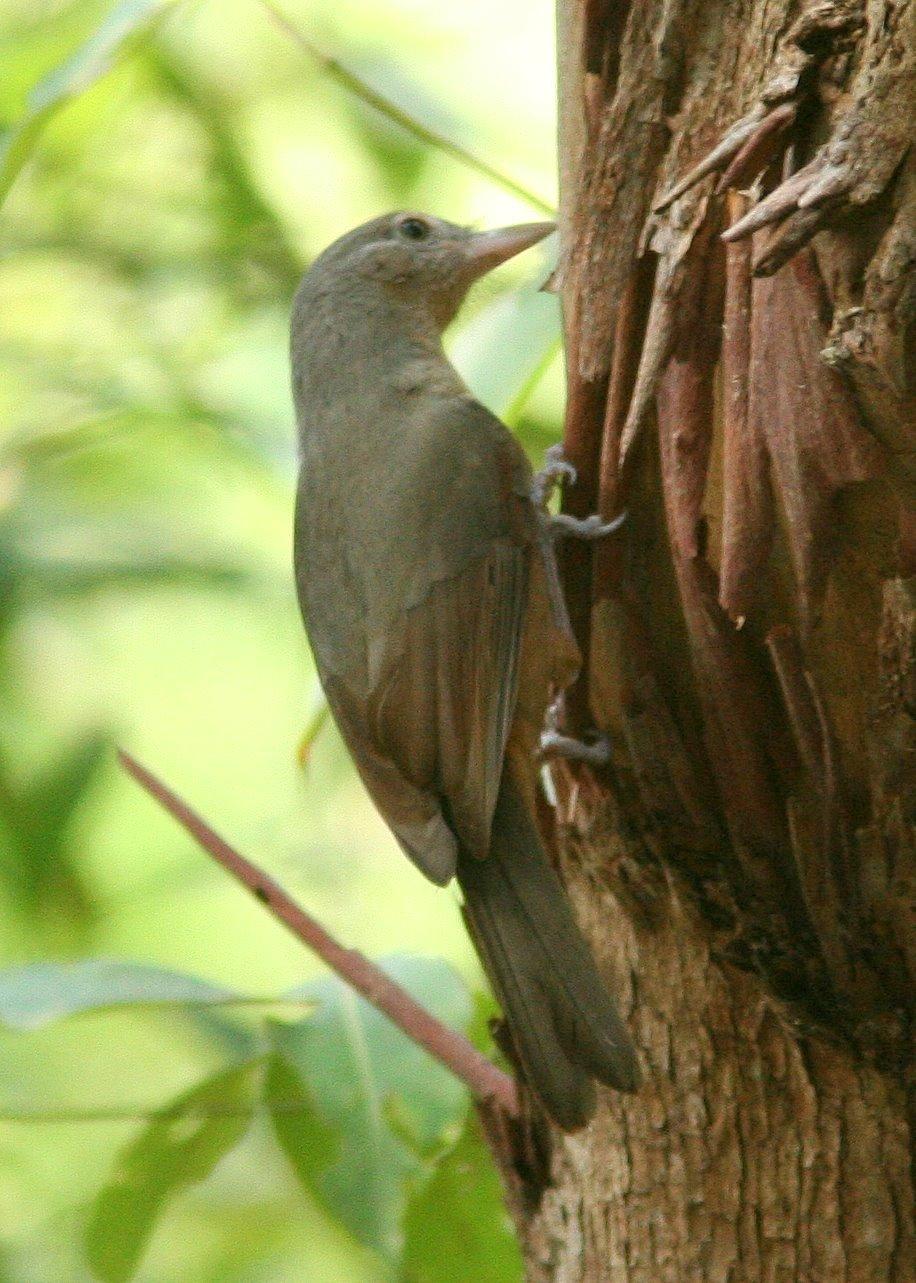 Arafura shrikethrush