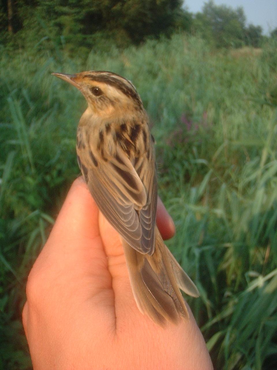 Aquatic warbler