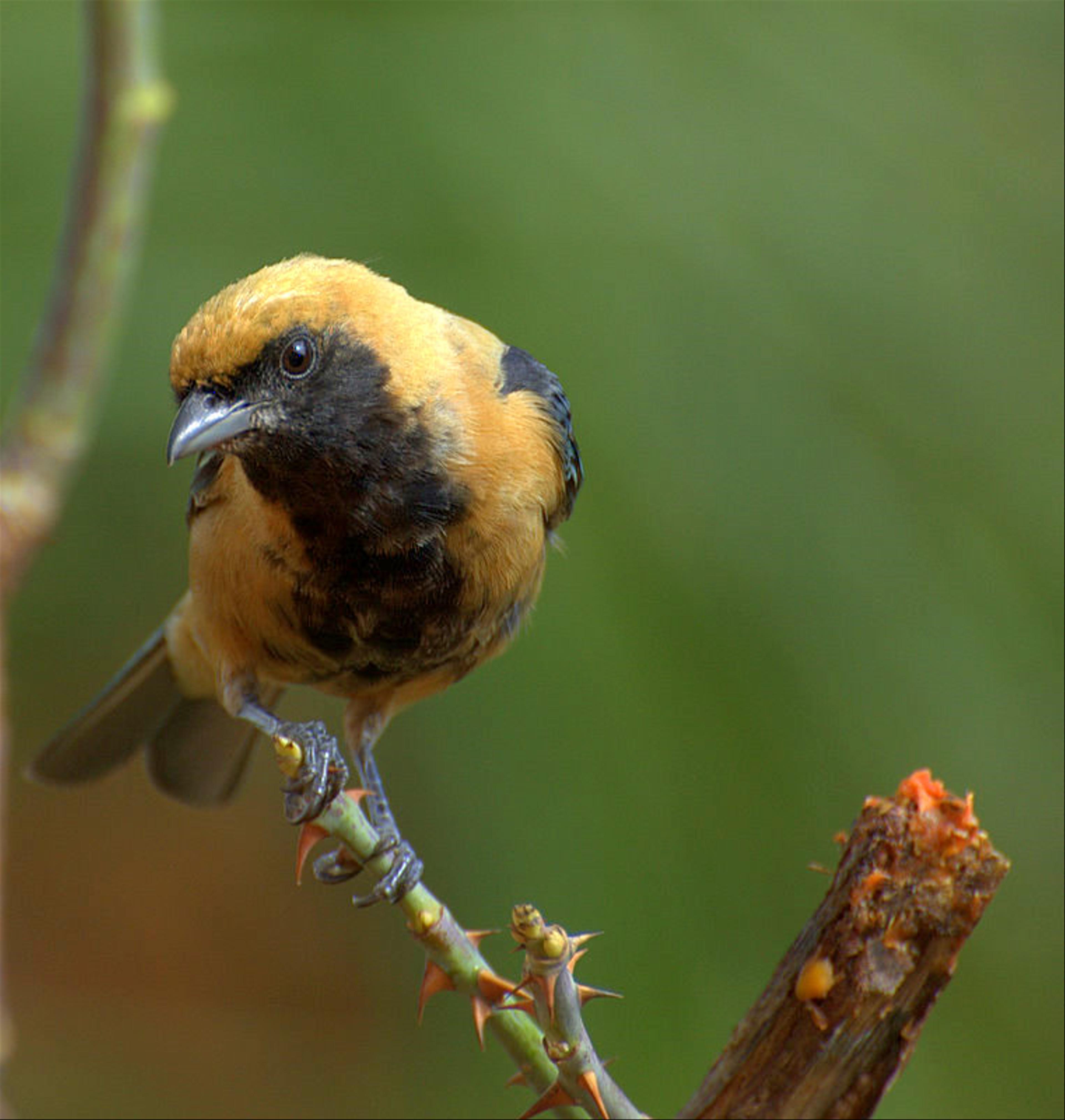 Burnished-buff tanager