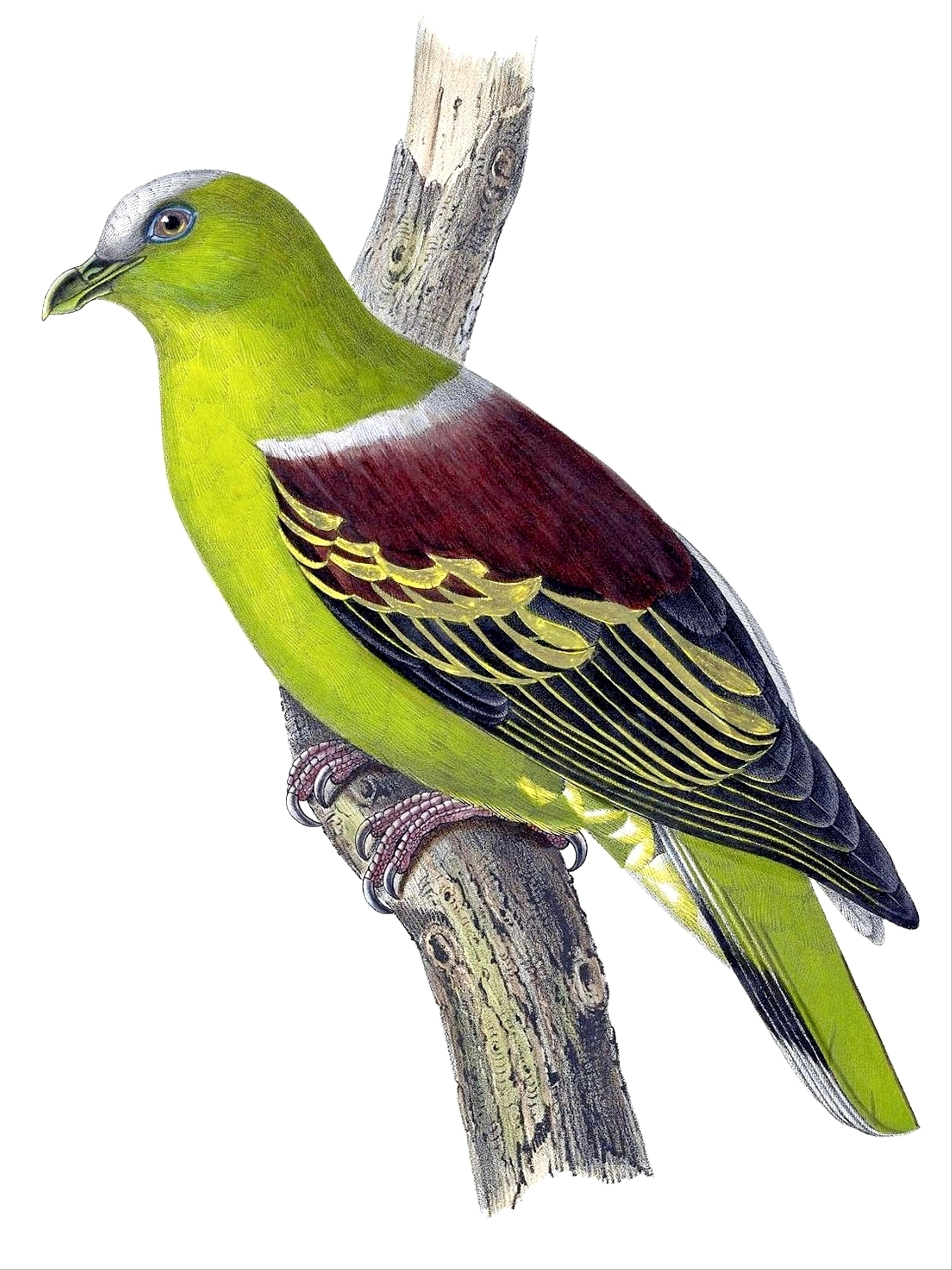 Buru green pigeon