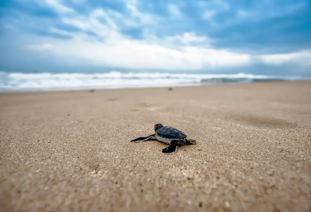 Can A Baby Snapping Turtle Bite?