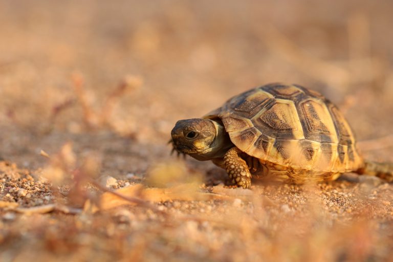 Do Painted Turtles Hibernate In Captivity?