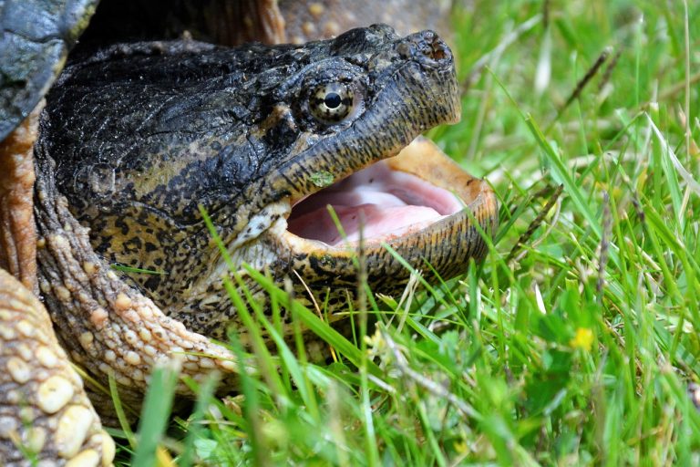 Are Turtle Eggs Soft?