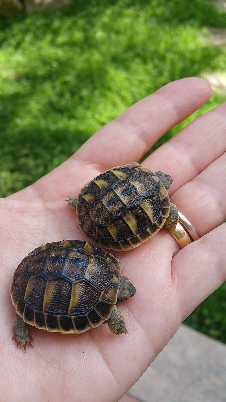 8 Fascinating Turtle Behaviors Explained: Understanding Your Pet Better