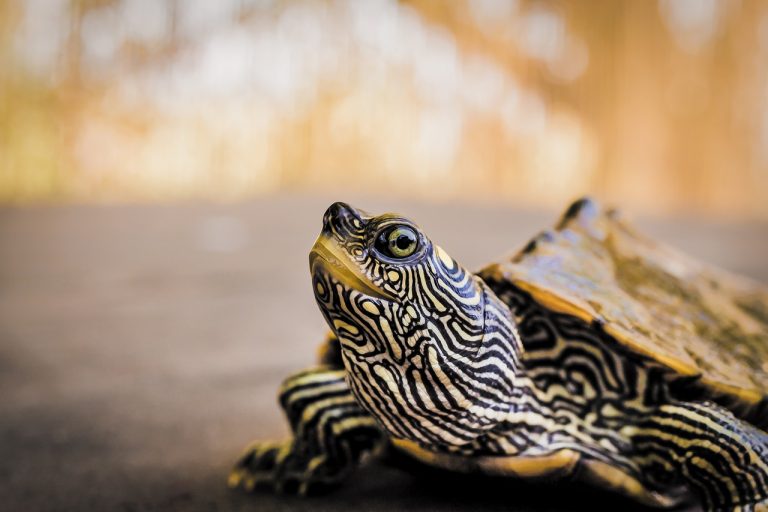 Are You Supposed To Feed Turtles Every Day?